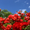 花フェスタ記念公園２