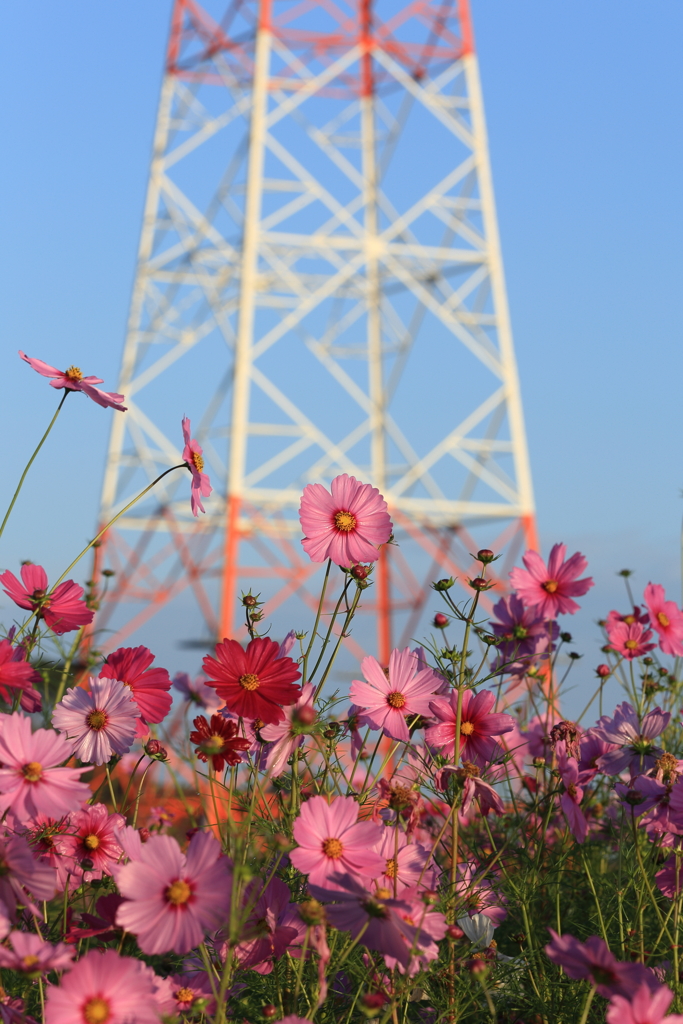 花と鉄塔