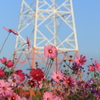 花と鉄塔