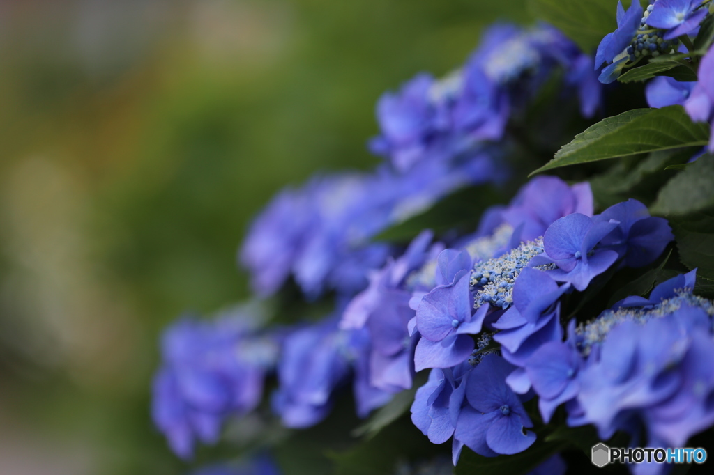 紫陽花