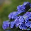 紫陽花