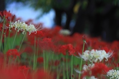 彼岸の花