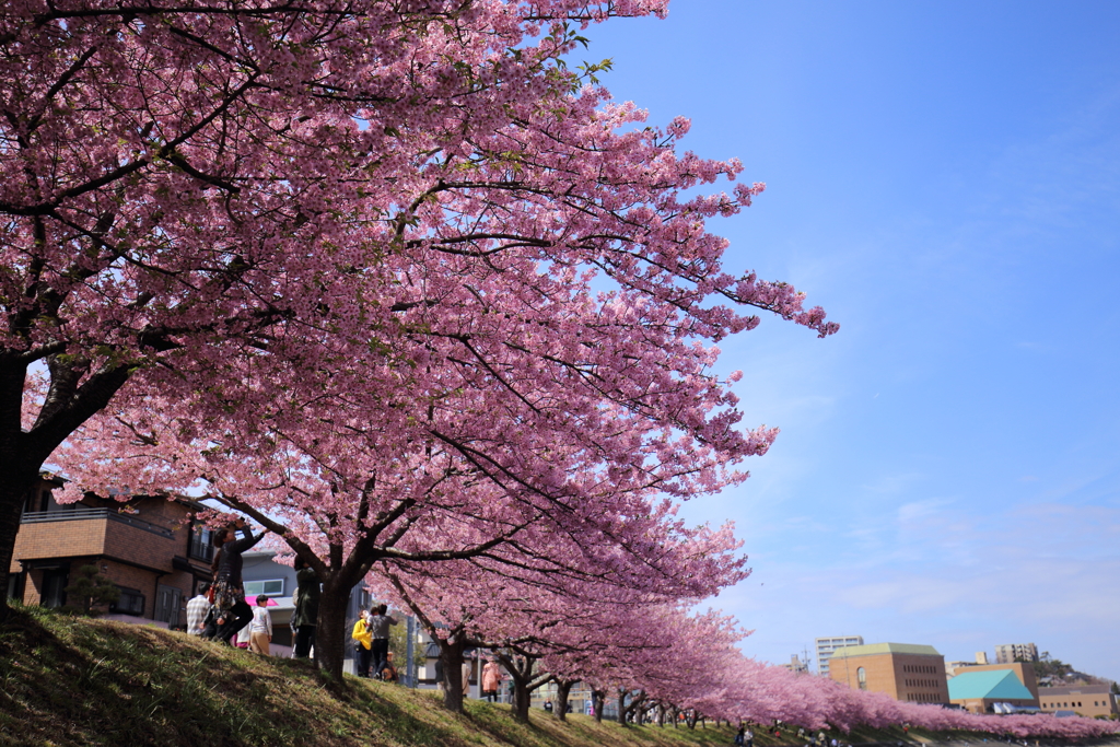葵桜