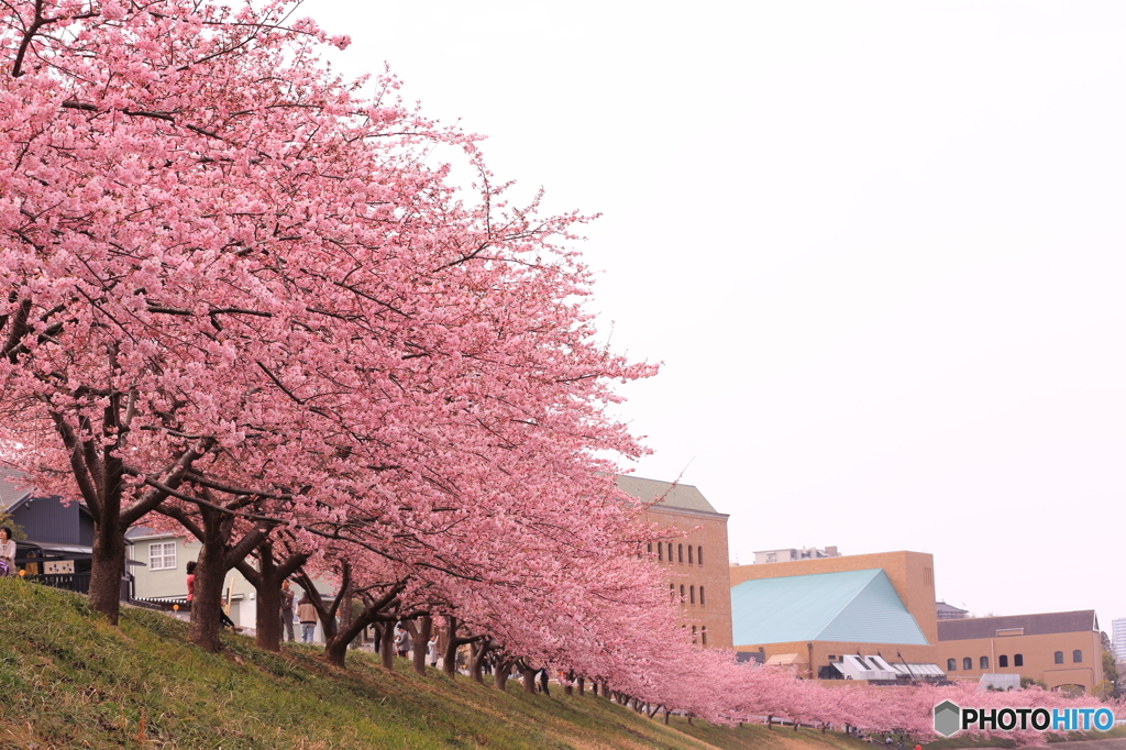 河津桜満開‼