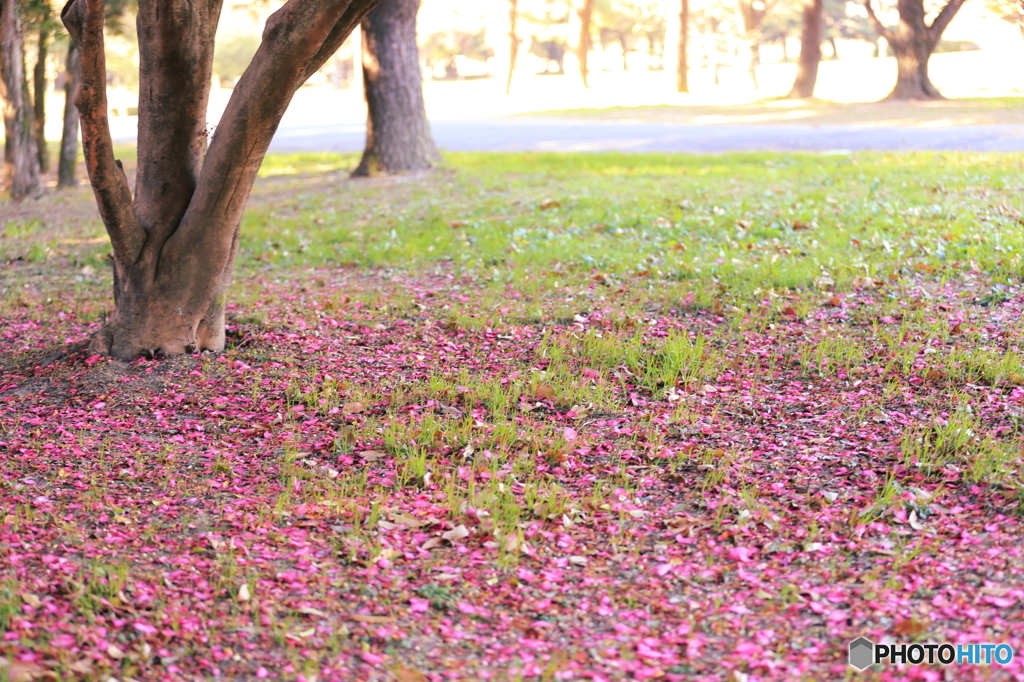 山茶花の花びらは‥