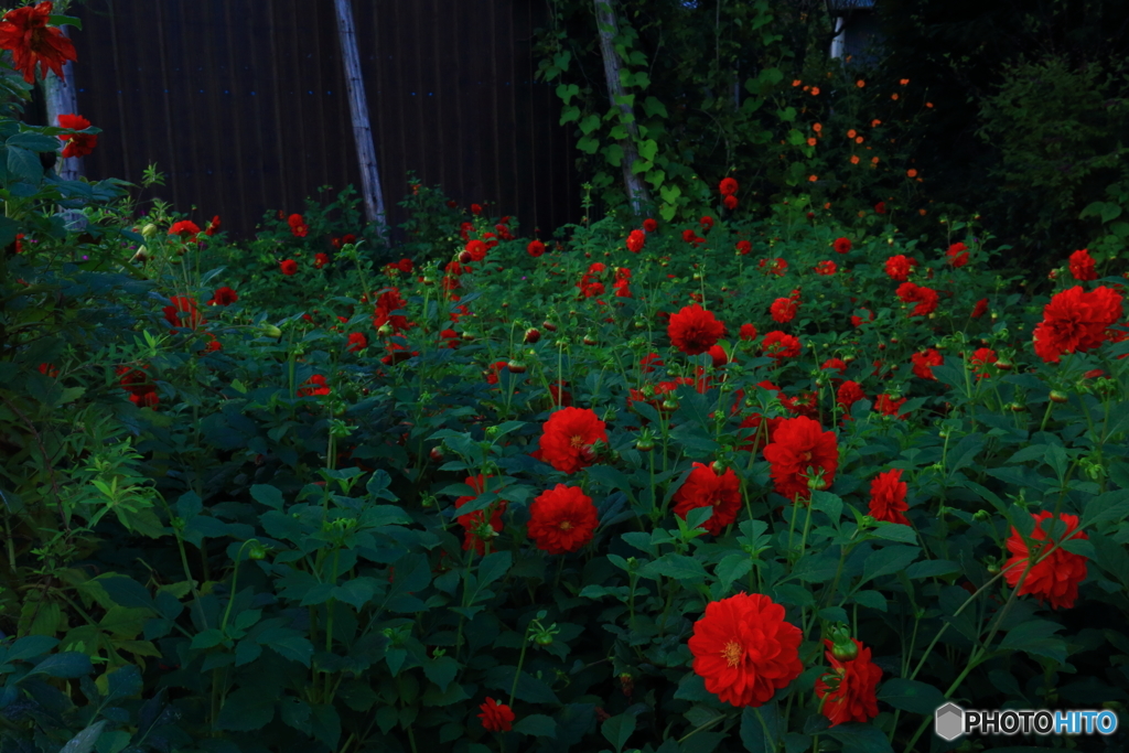 秘密の花園