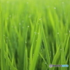 稲の朝露