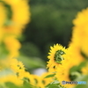 振り向かないで‥