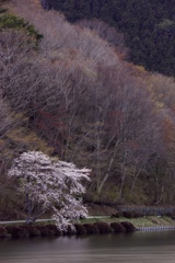 湖畔の桜