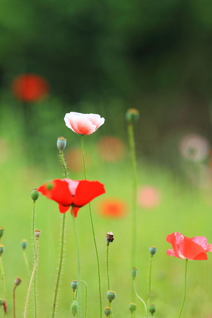 Poppy！