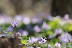 カタクリの花2