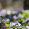 カタクリの花2
