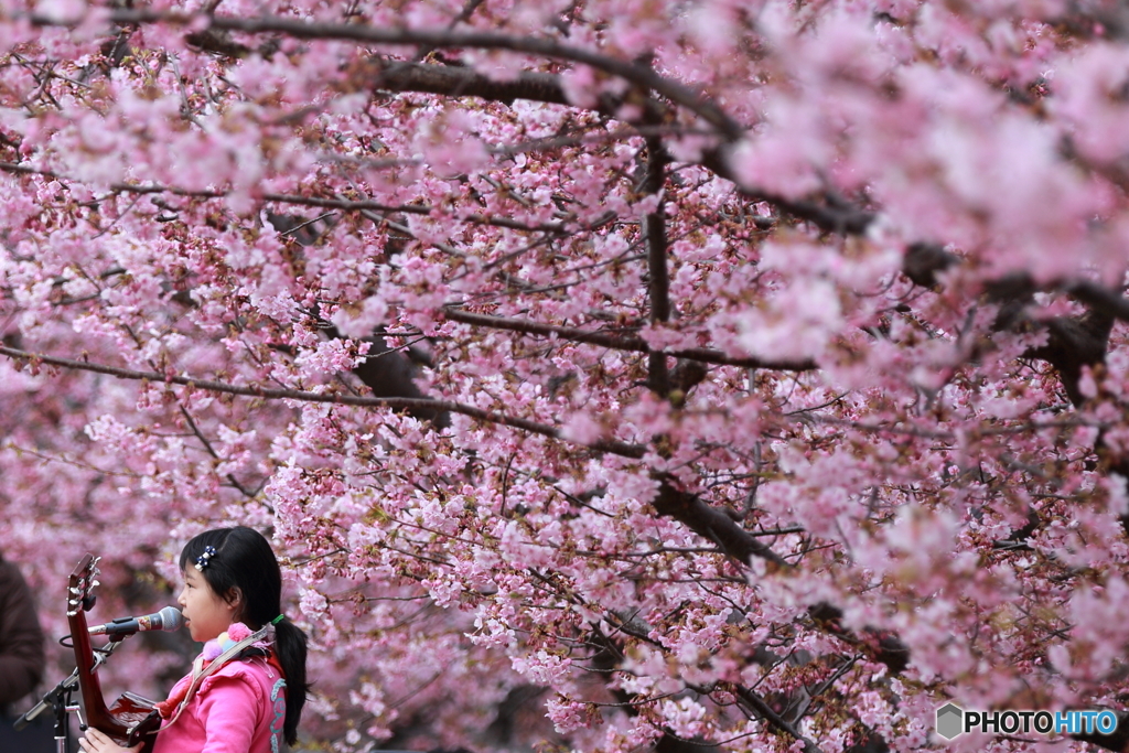 葵桜の下で。