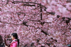 葵桜の下で。