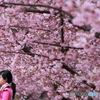 葵桜の下で。