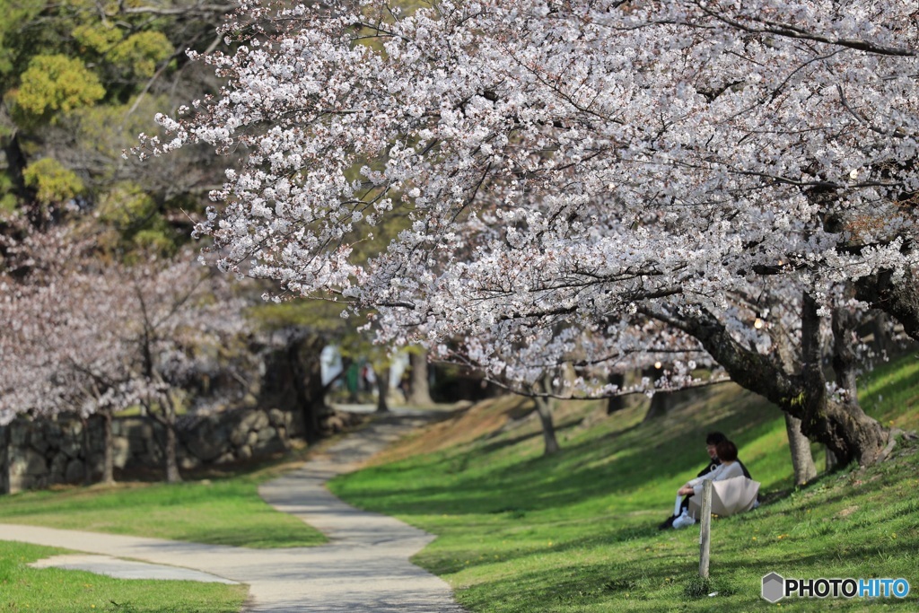 桜の下で。。。