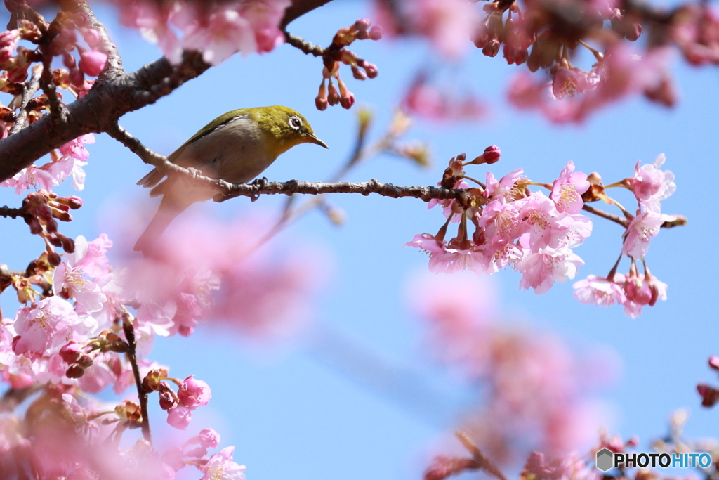 今年も‥