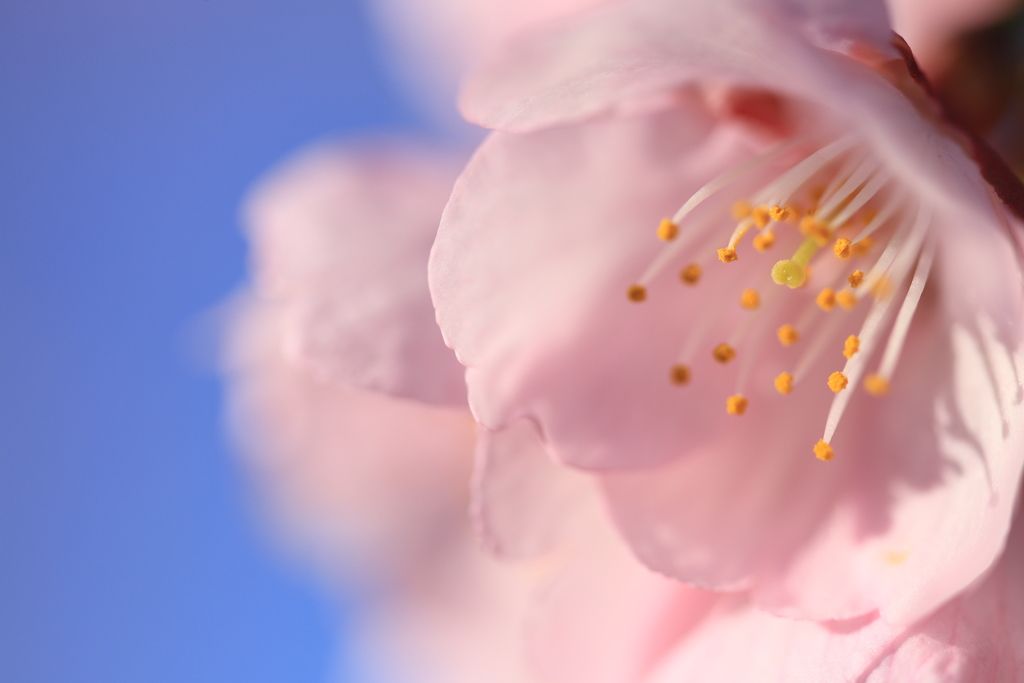 sakura咲く