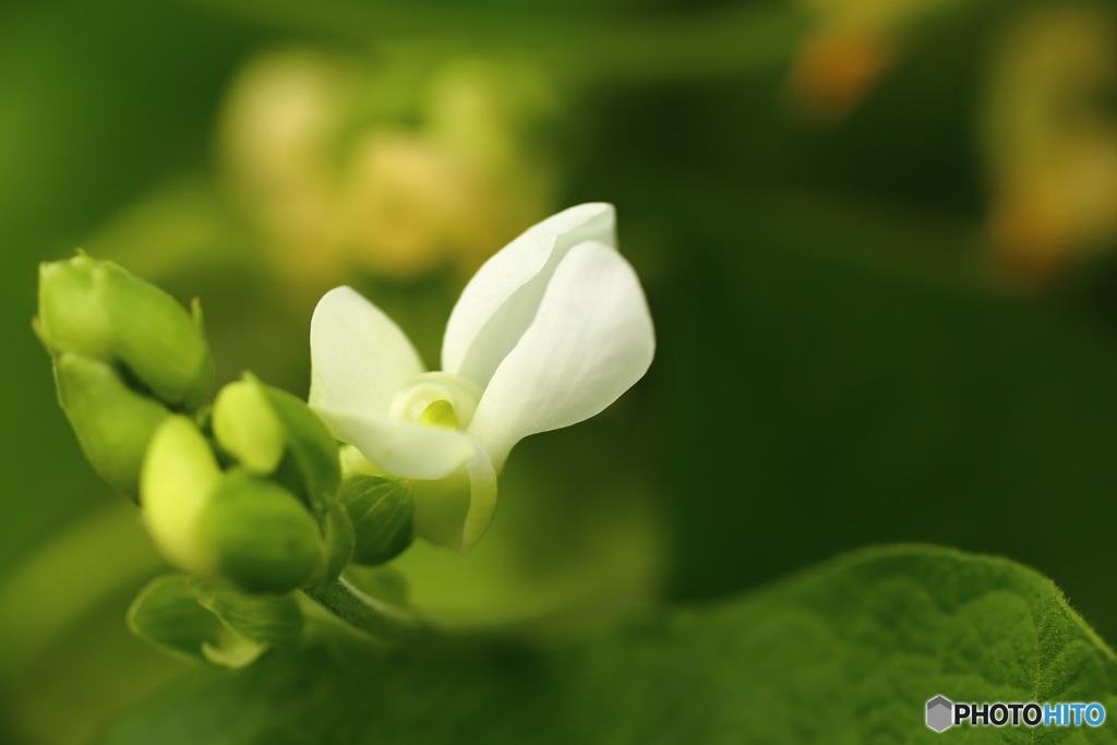 インゲン豆の花