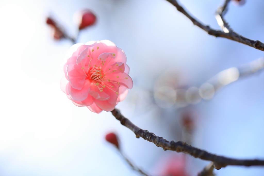 Japanese apricot