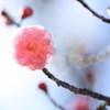 Japanese apricot