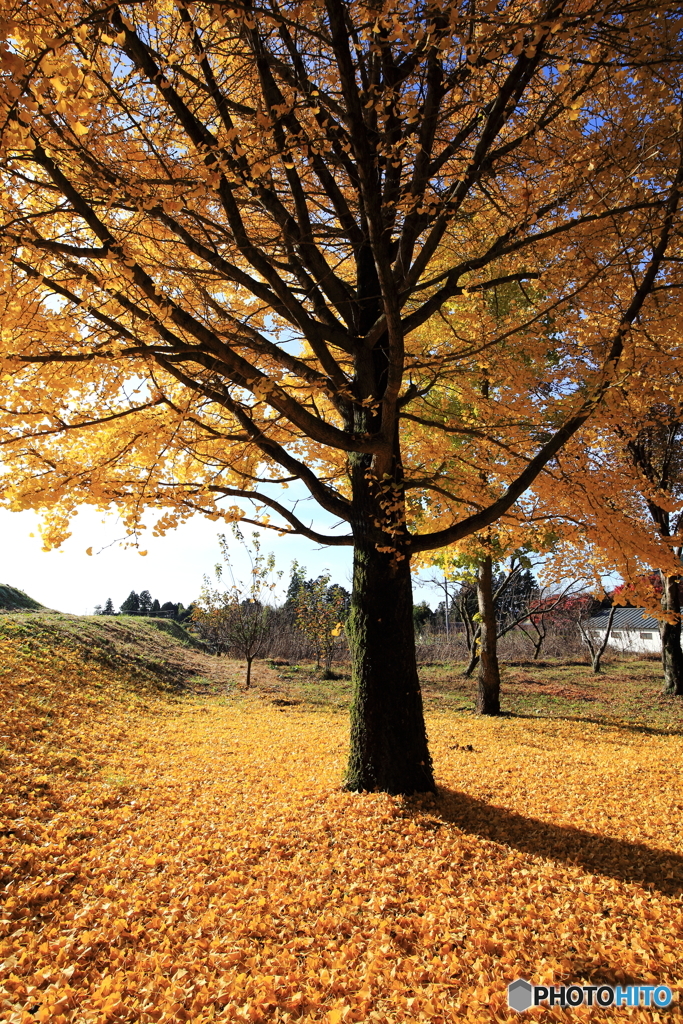 golden carpet