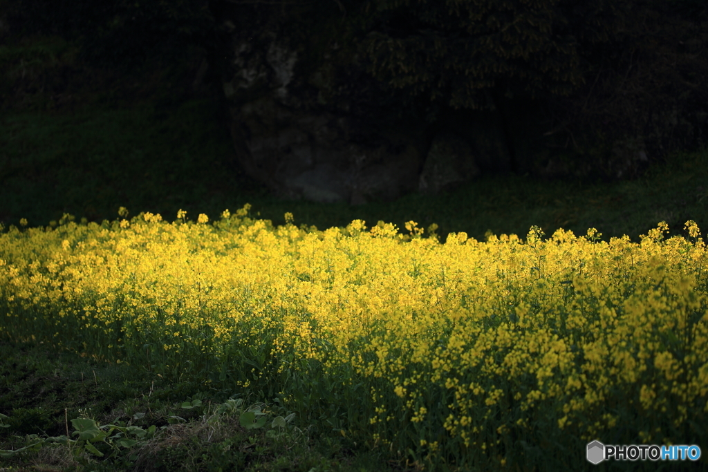 菜の花畑