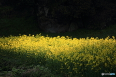 菜の花畑