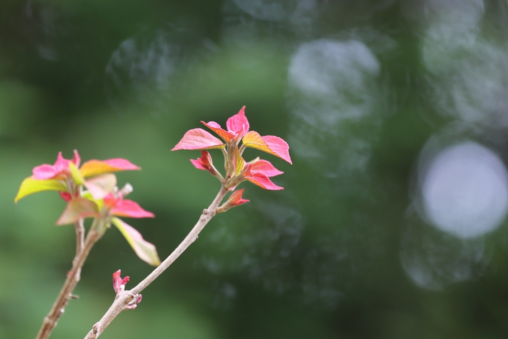 新芽