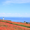 サルビアと海