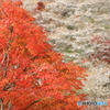 紅白