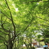 緑陰
