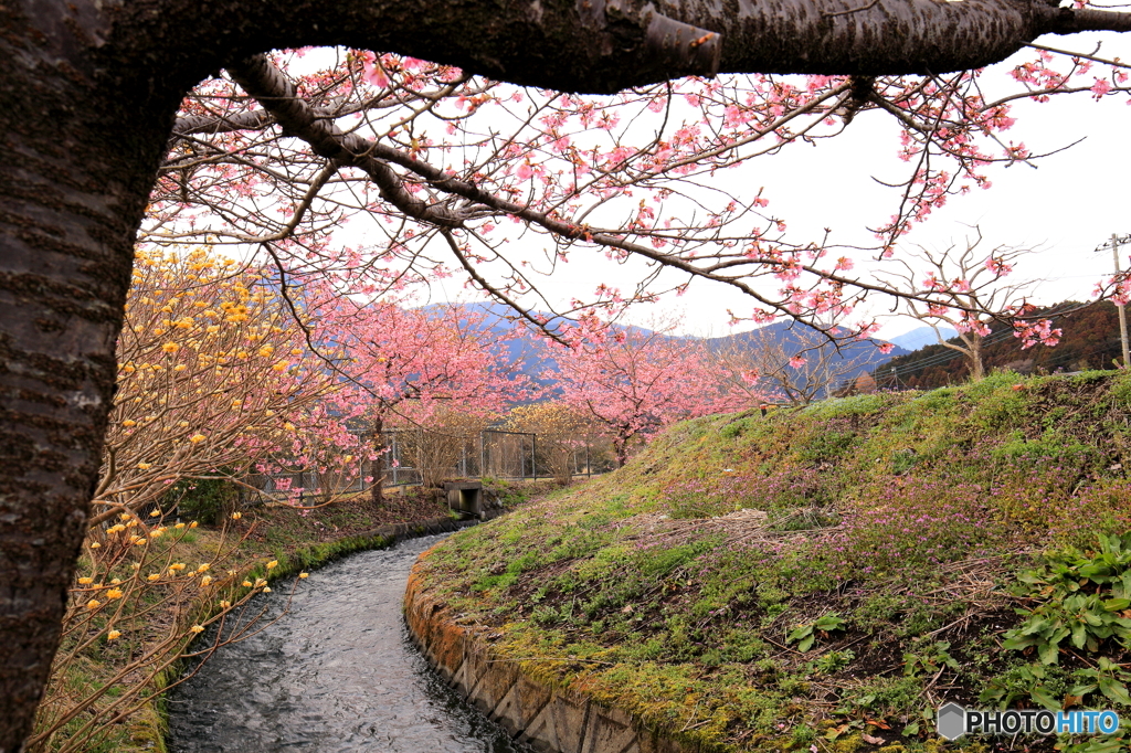 春の小川②