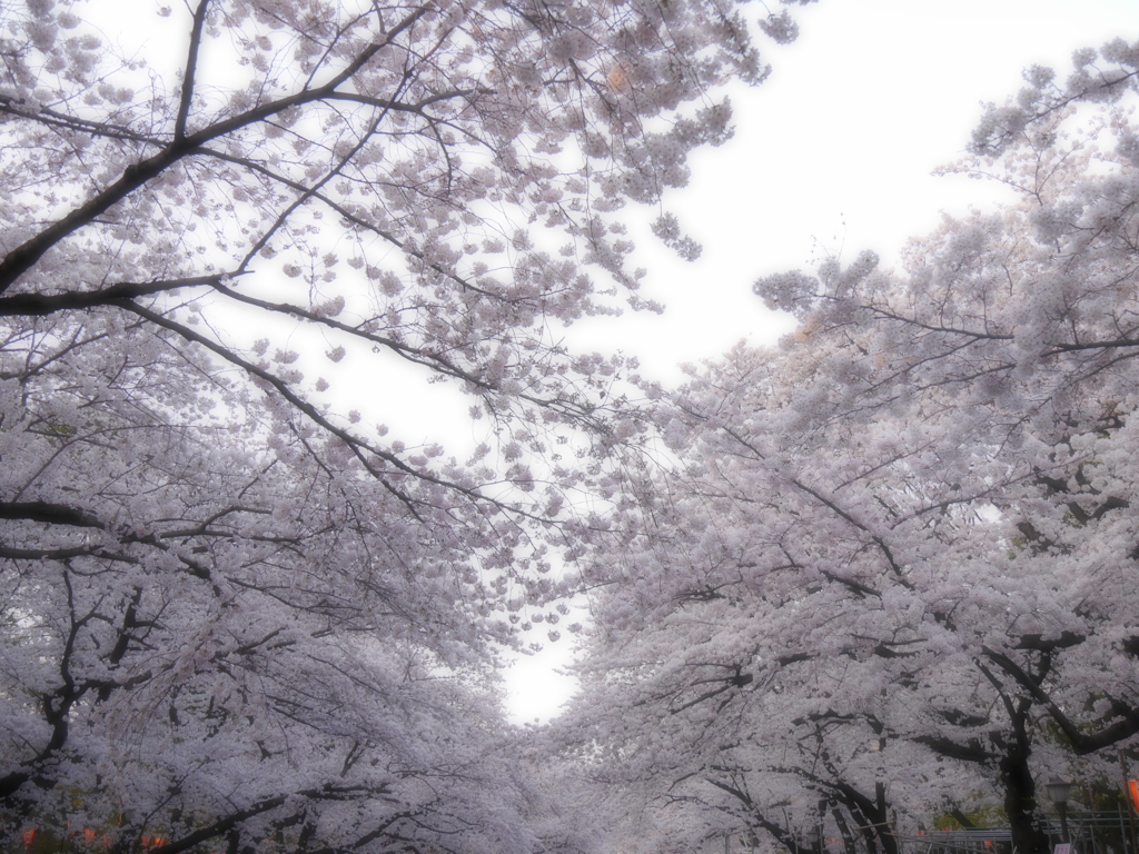 満開