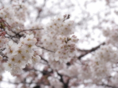 満開秒読み