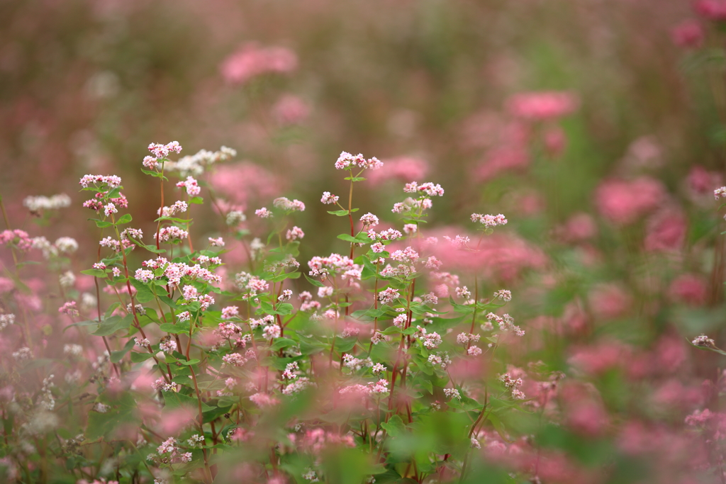 蕎麦の花2
