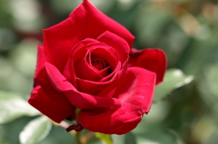 薔薇1