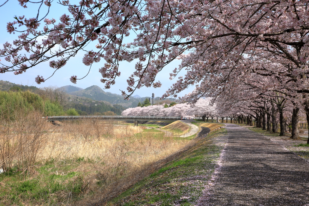桜並木
