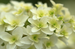 柏葉紫陽花