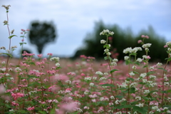 蕎麦の花1