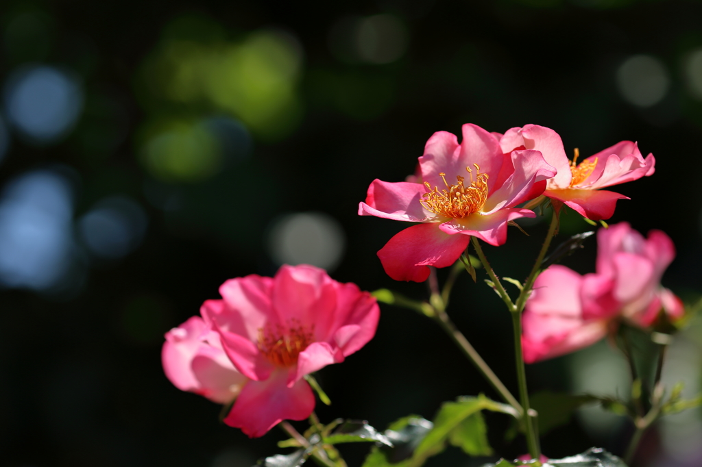 薔薇