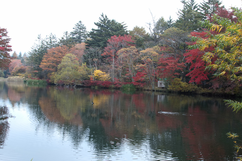 軽井沢雲場池1