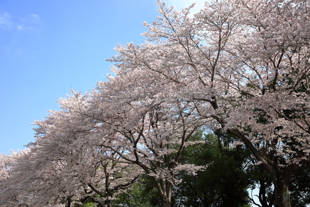 今が見頃の桜並木