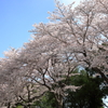 今が見頃の桜並木