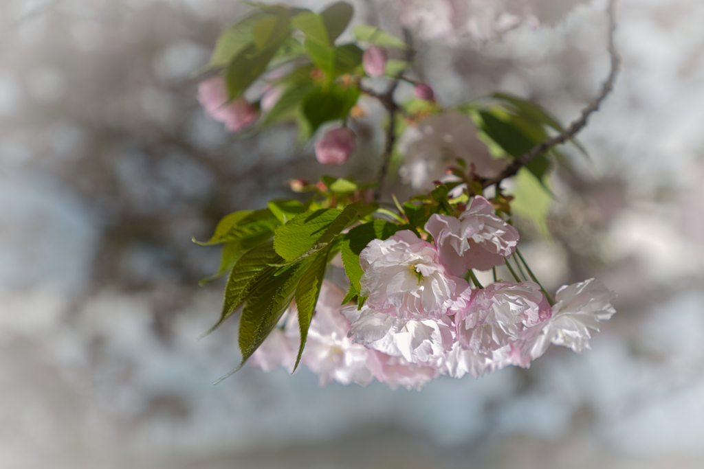 八重桜のブーケ?