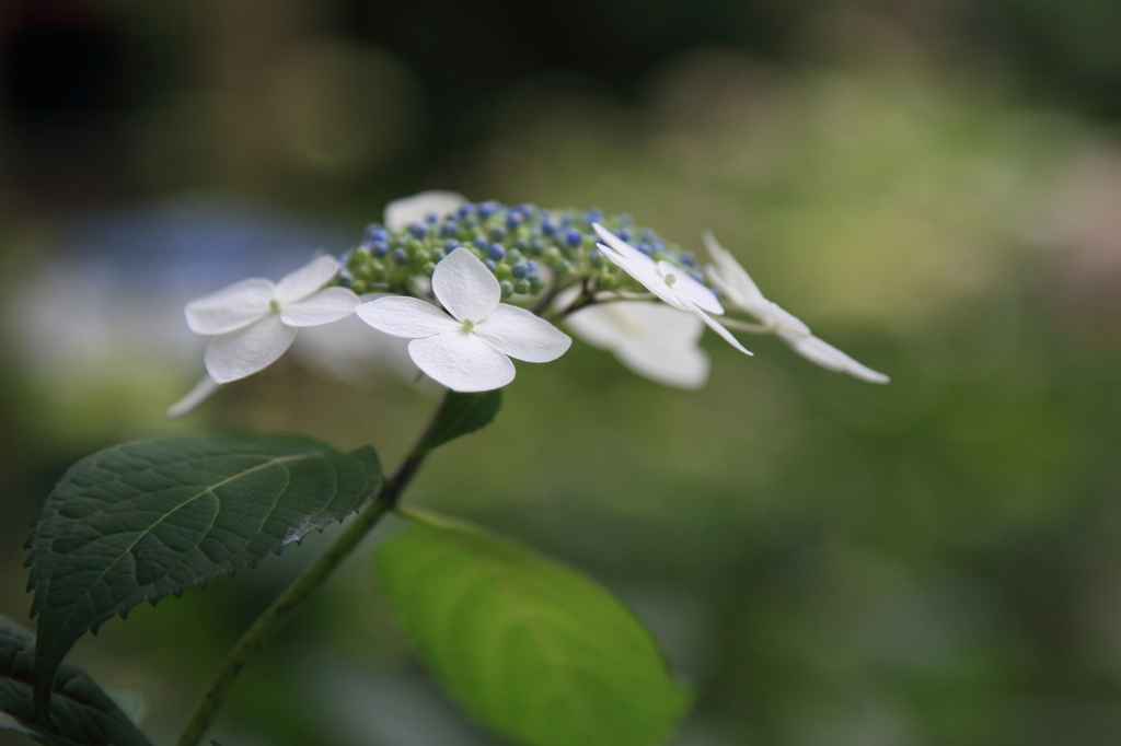 紫陽花1