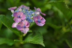 紫陽花