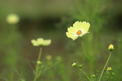 こすもす