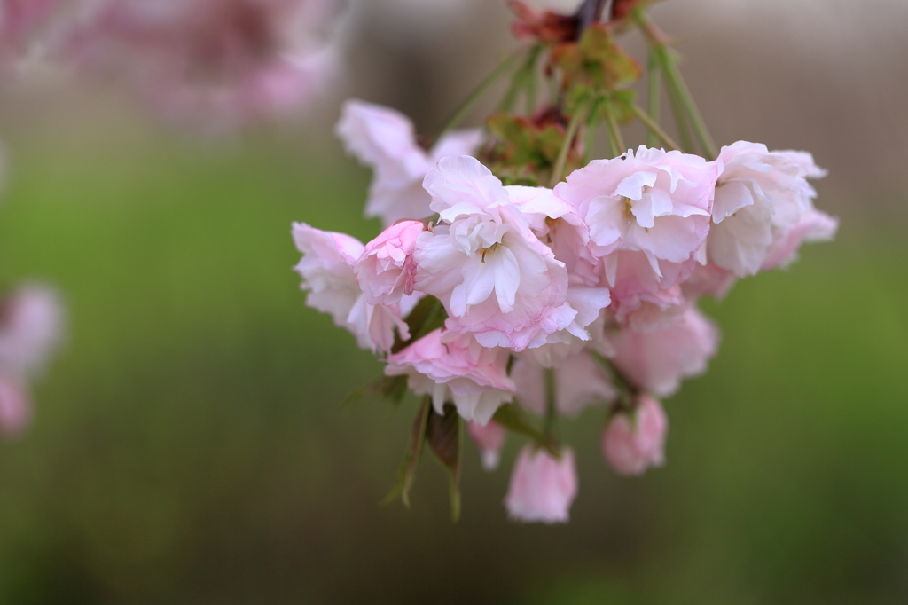 八重桜２