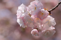 八重桜3